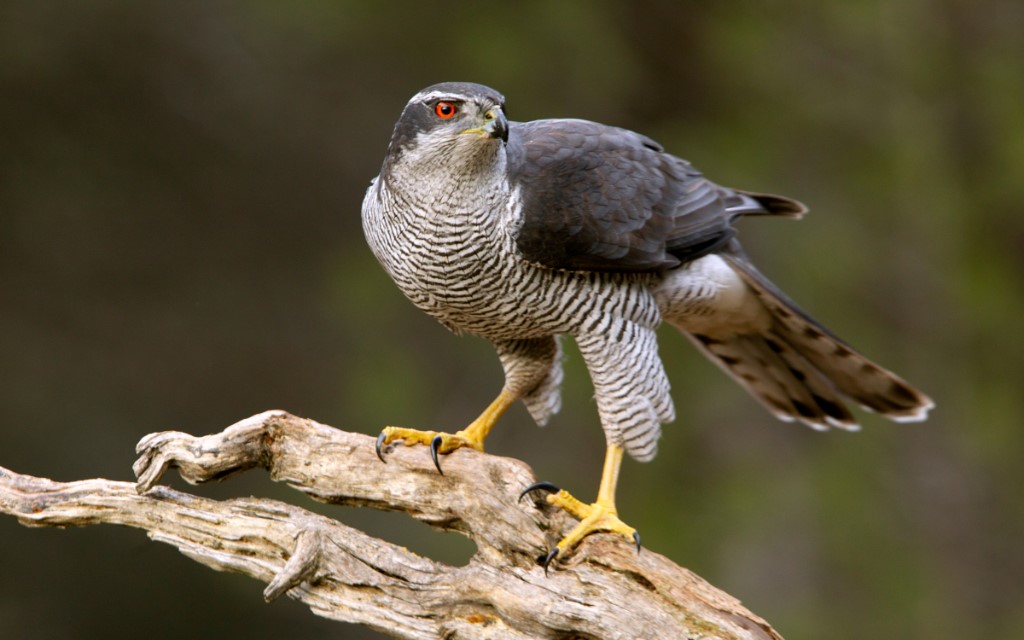 Northern Goshawk